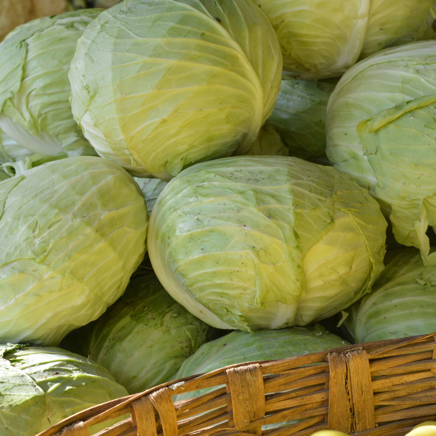 Kapusta biała - 1 szt.