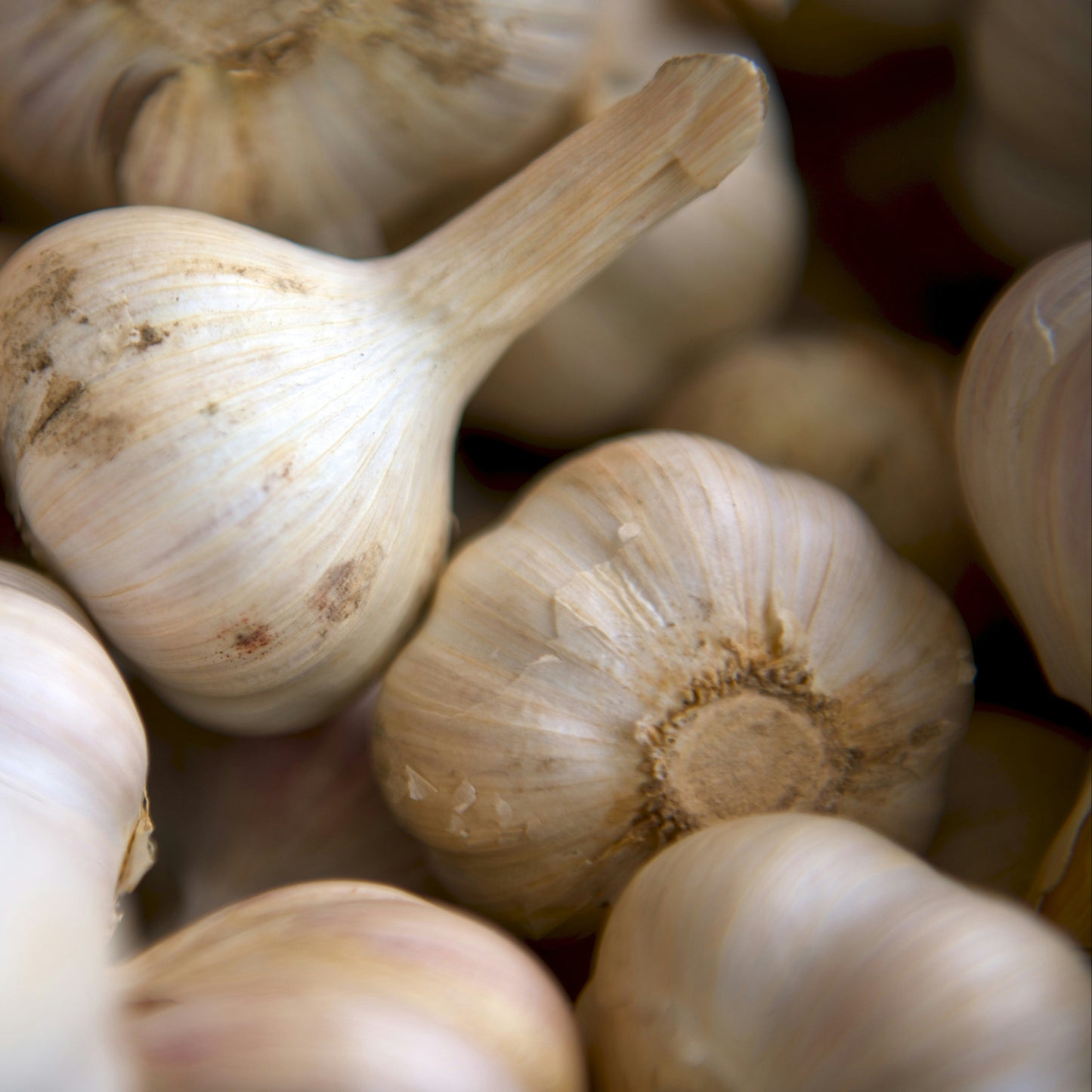 Czosnek polski - 1 szt.