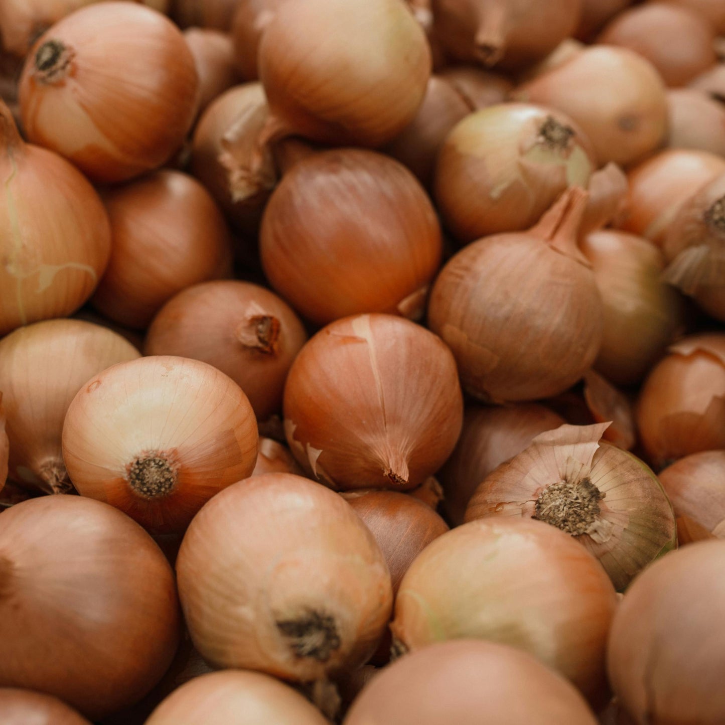 Cebula świeża - 0.5 kg