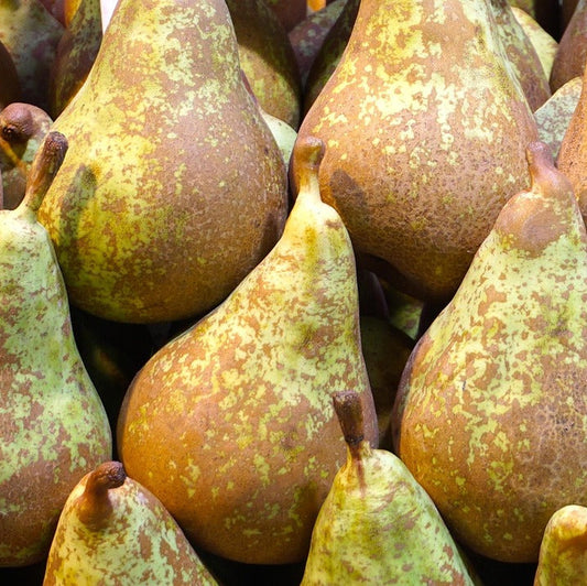 Gruszka Konferencja - 1 kg