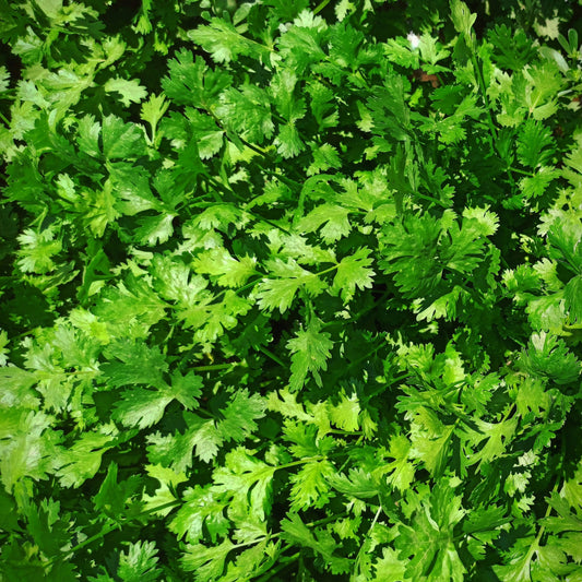 Natka z pietruszki - 1 pęczek