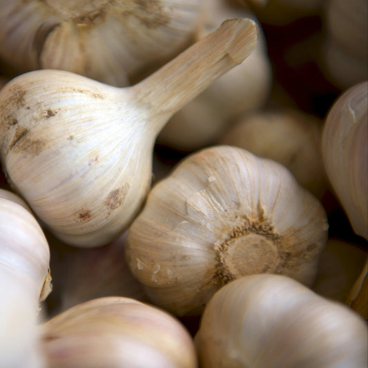 Czosnek polski - 1 szt.